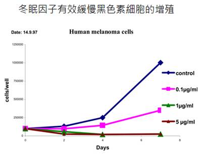 05 休眠因子有效緩慢黑色素細胞增殖實驗
